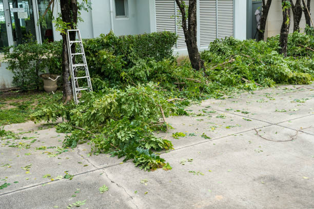 Best Organic Lawn Care Solutions  in Cedaredge, CO